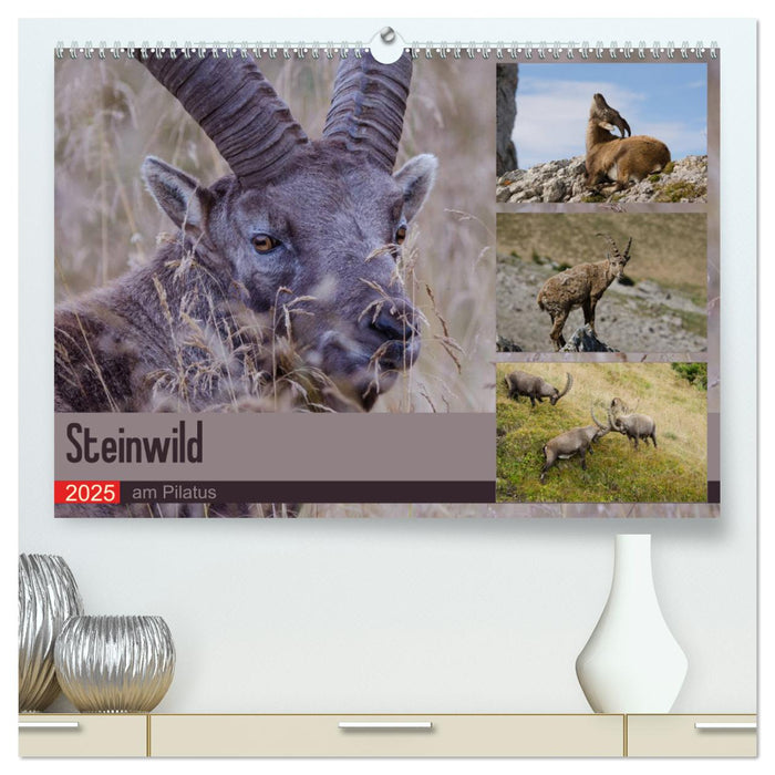 Steinwild am Pilatus (CALVENDO Premium Wandkalender 2025)