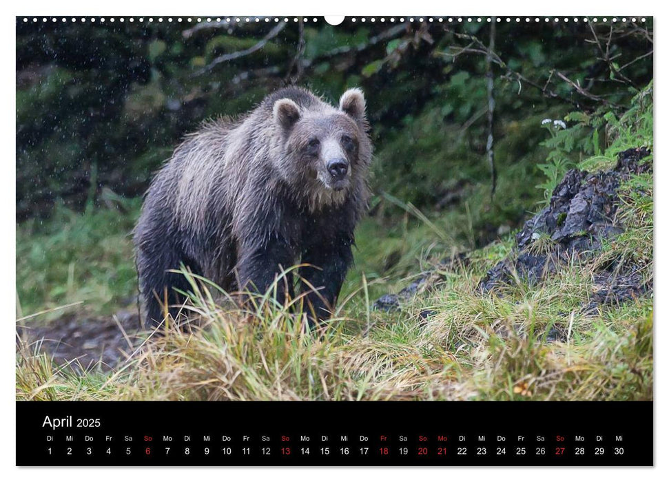 FASZINATION ALASKA Expedition durch die Inside Passage (CALVENDO Premium Wandkalender 2025)