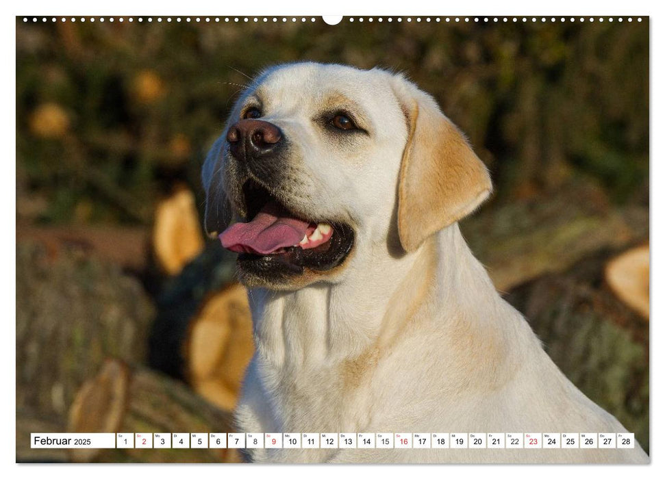 Labrador Retriever - Freunde für´s Leben (CALVENDO Premium Wandkalender 2025)