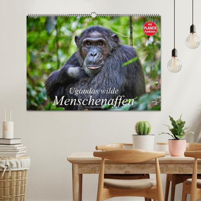 Ugandas wilde Menschenaffen (CALVENDO Wandkalender 2025)