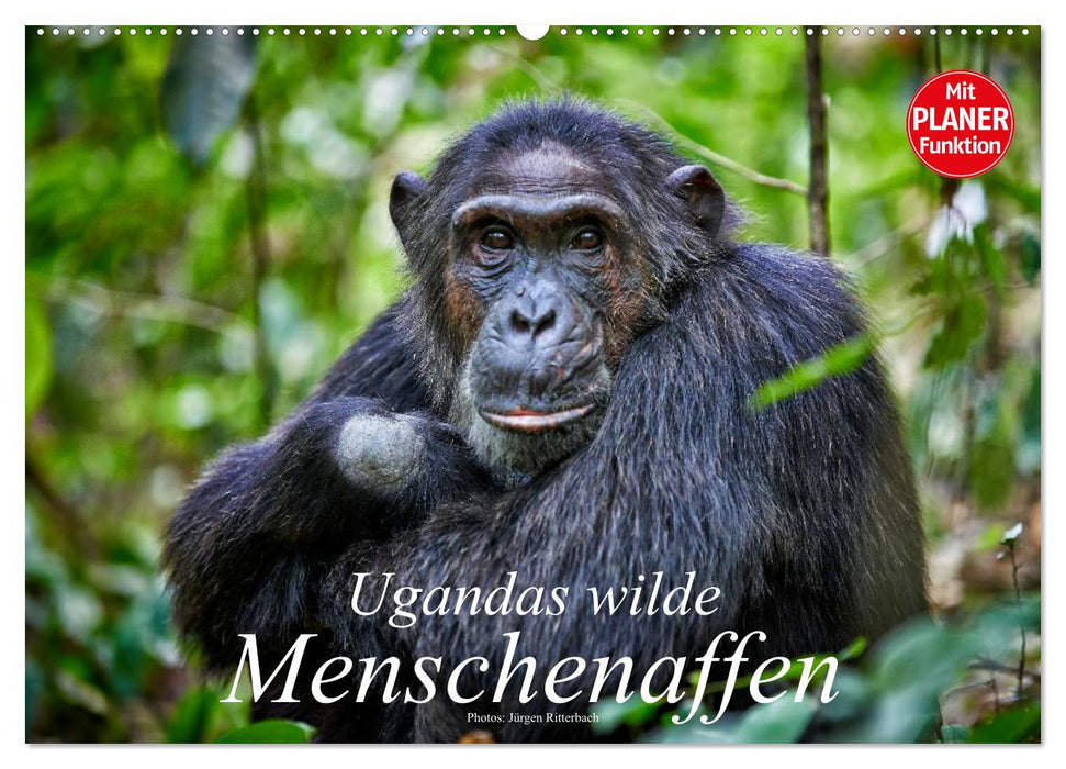 Ugandas wilde Menschenaffen (CALVENDO Wandkalender 2025)