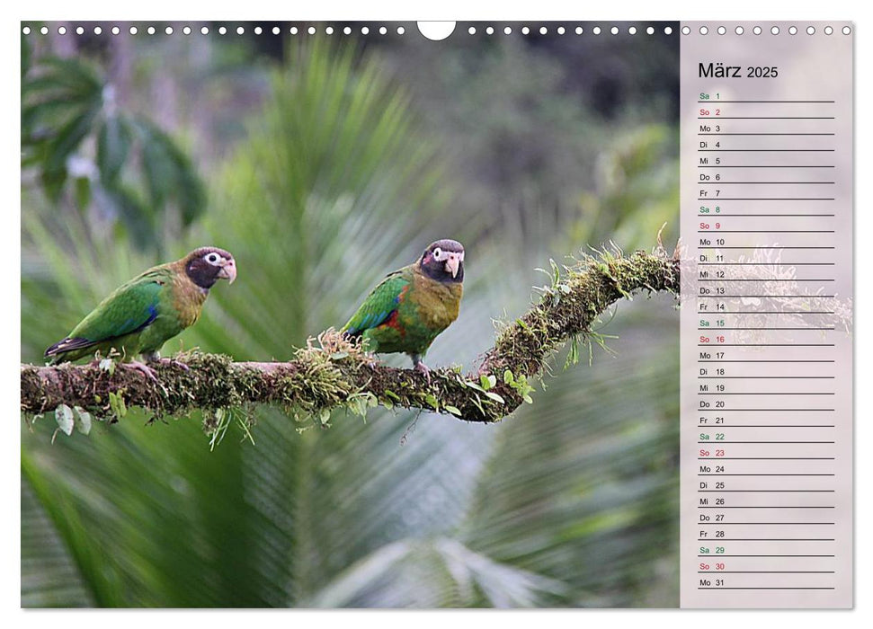 Vogelparadies Costa Rica (CALVENDO Wandkalender 2025)