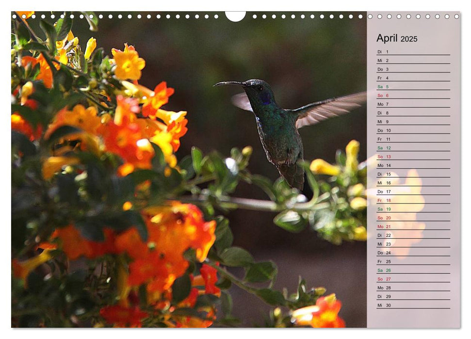 Vogelparadies Costa Rica (CALVENDO Wandkalender 2025)