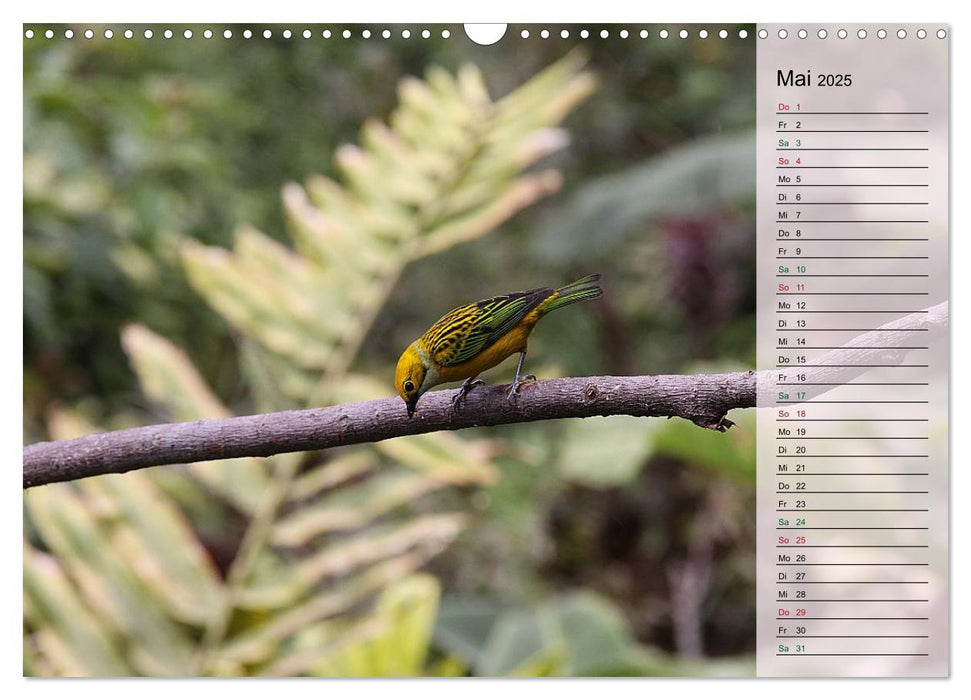 Vogelparadies Costa Rica (CALVENDO Wandkalender 2025)