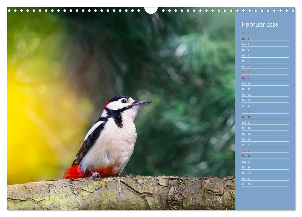 Gefiederte Gartenfreunde (CALVENDO Wandkalender 2025)