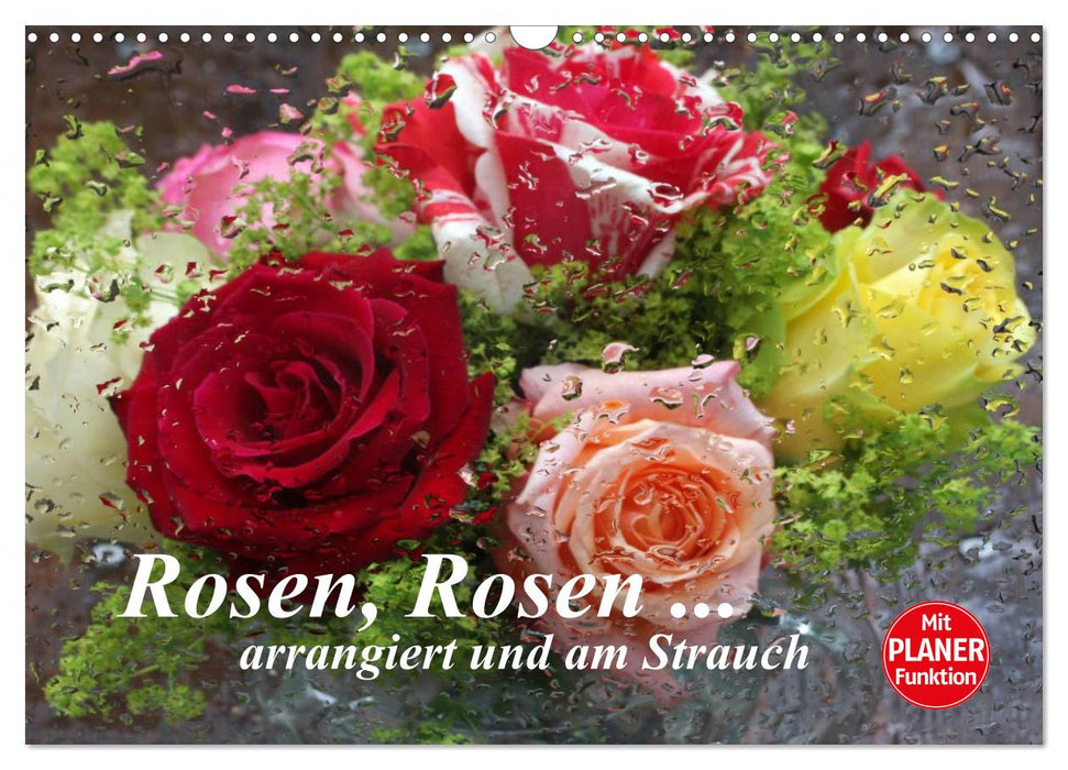 Rosen, Rosen ... arrangiert und am Strauch (CALVENDO Wandkalender 2025)
