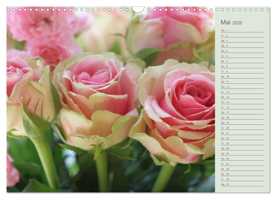Rosen, Rosen ... arrangiert und am Strauch (CALVENDO Wandkalender 2025)