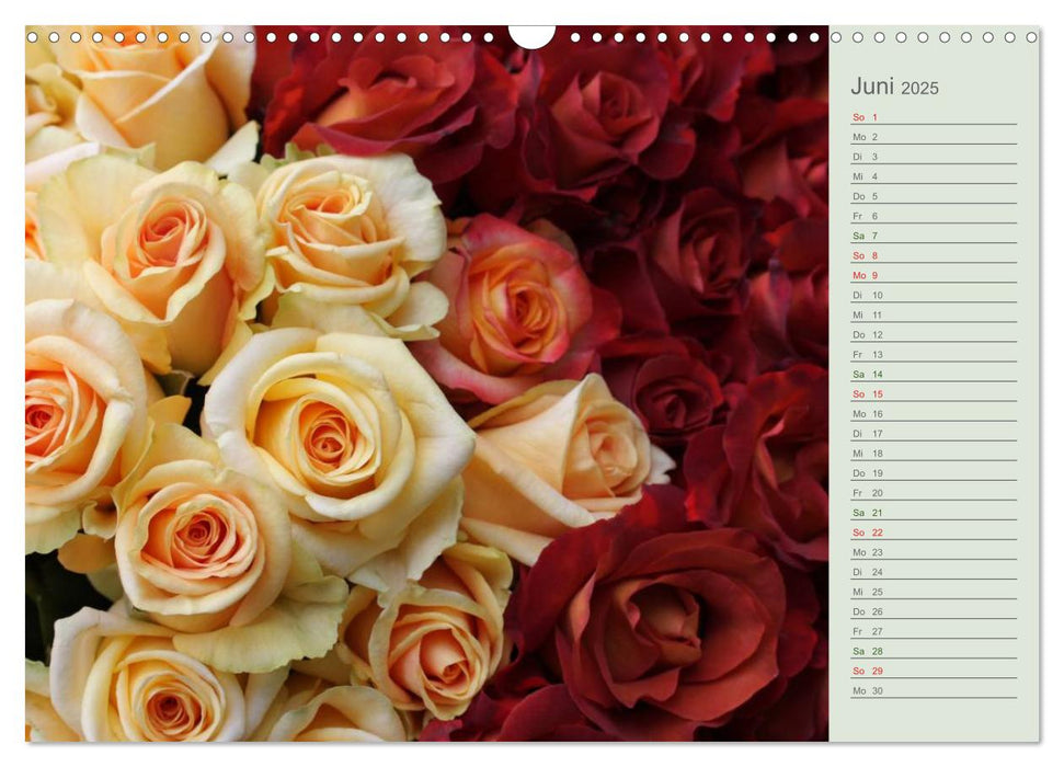 Rosen, Rosen ... arrangiert und am Strauch (CALVENDO Wandkalender 2025)
