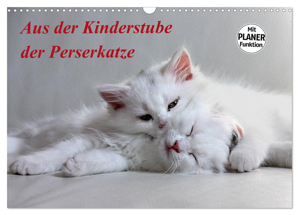 Aus der Kinderstube der Perserkatze (CALVENDO Wandkalender 2025)