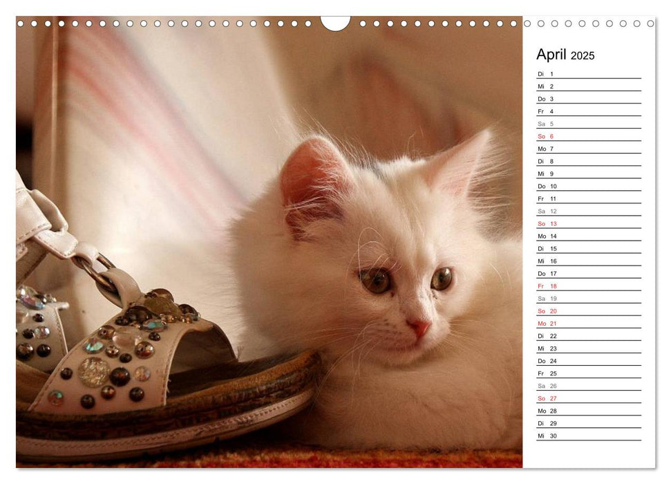 Aus der Kinderstube der Perserkatze (CALVENDO Wandkalender 2025)