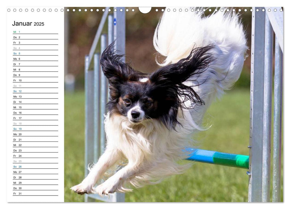 Agility - Sport und Spass (CALVENDO Wandkalender 2025)