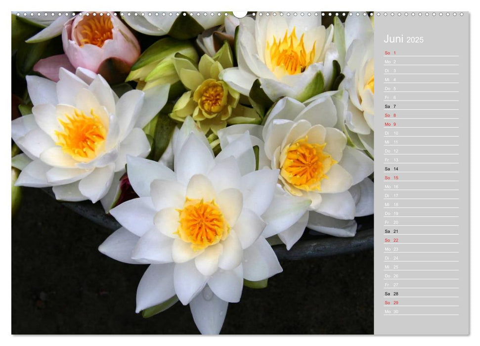 Freude an Seerosen (CALVENDO Wandkalender 2025)