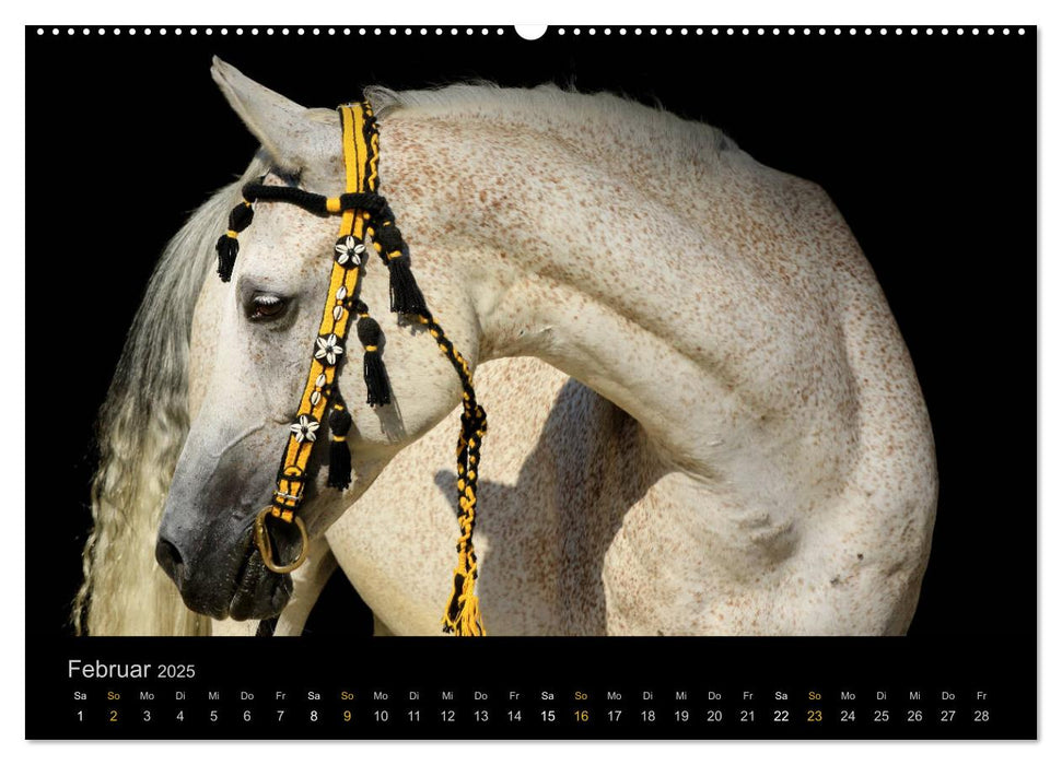 Magische Momente - Pferde Horses Caballos (CALVENDO Premium Wandkalender 2025)