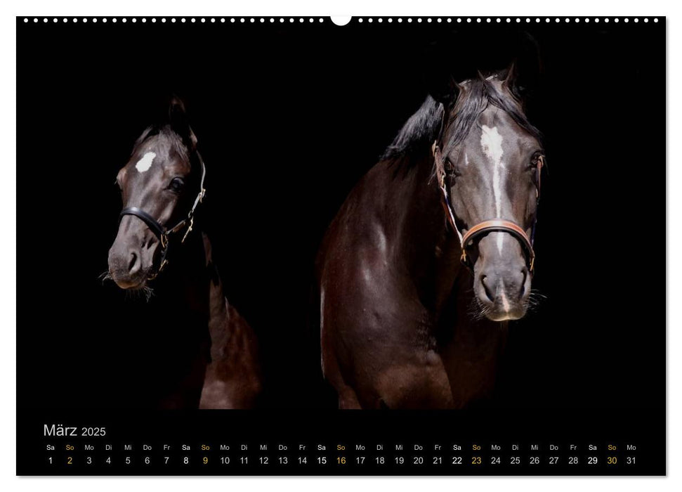 Magische Momente - Pferde Horses Caballos (CALVENDO Premium Wandkalender 2025)