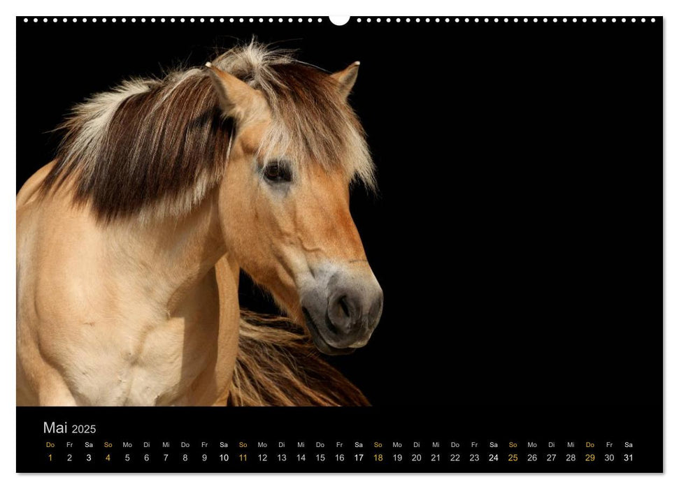 Magische Momente - Pferde Horses Caballos (CALVENDO Premium Wandkalender 2025)