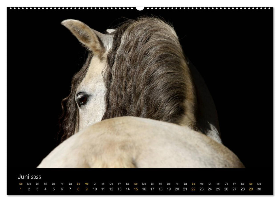 Magische Momente - Pferde Horses Caballos (CALVENDO Premium Wandkalender 2025)