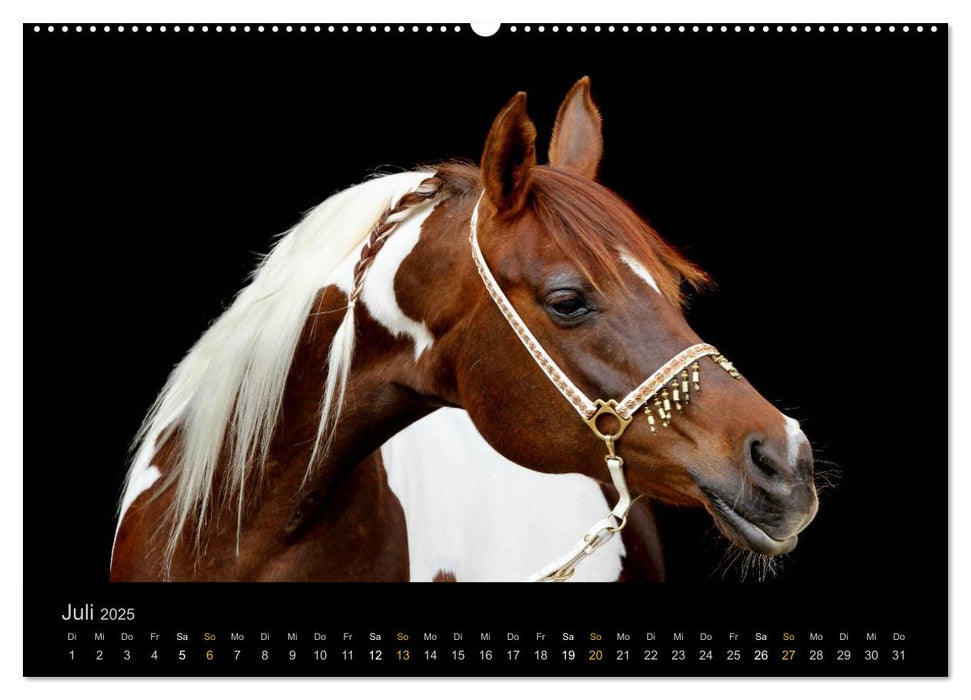 Magische Momente - Pferde Horses Caballos (CALVENDO Premium Wandkalender 2025)