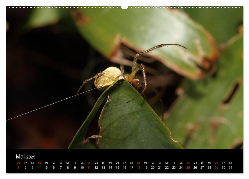 Unsere Spinnen - im Gespräch (CALVENDO Wandkalender 2025)