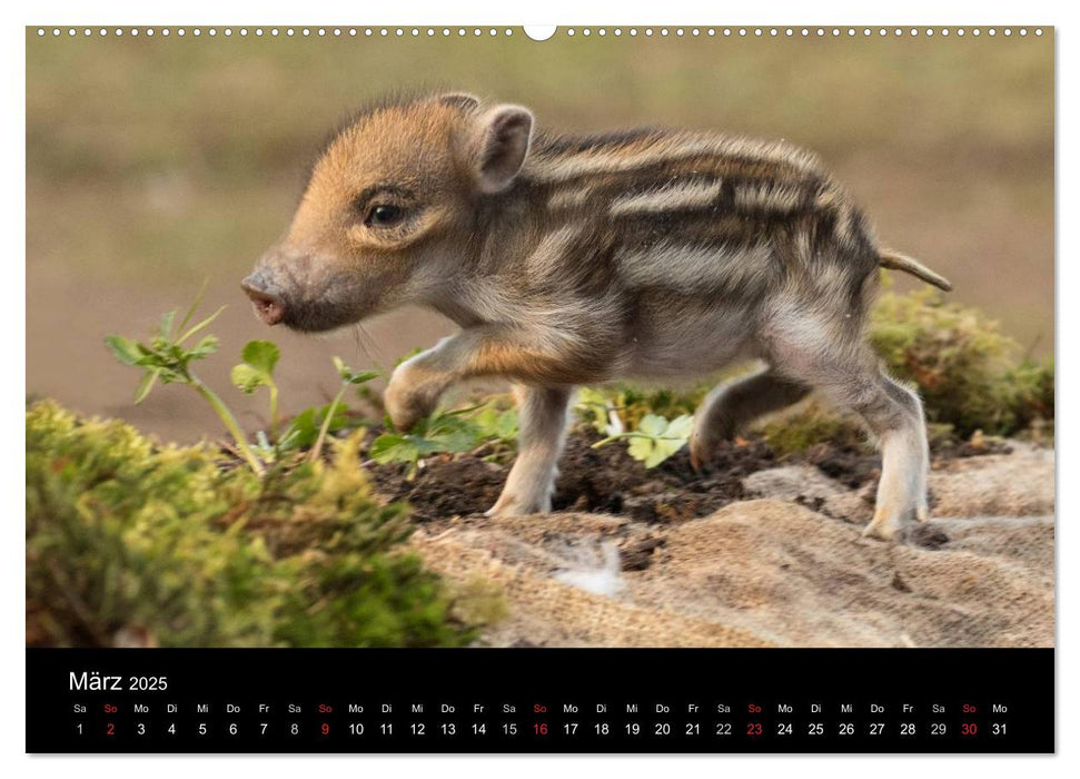 Wilde Heimat (CALVENDO Wandkalender 2025)