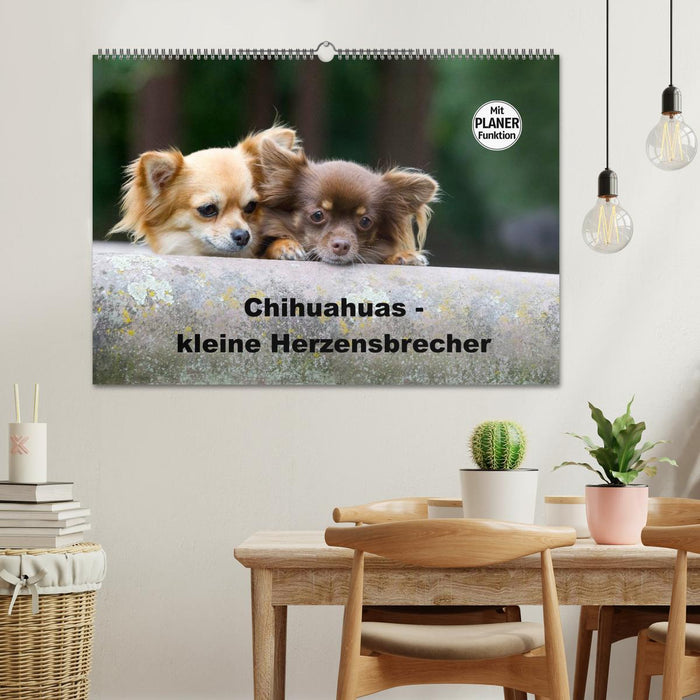 Chihuahuas - kleine Herzensbrecher (CALVENDO Wandkalender 2025)