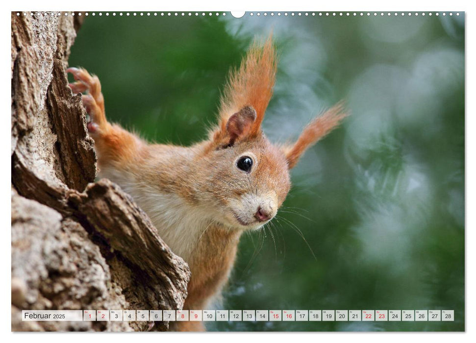 Besondere Augenblicke mit Eichhörnchen (CALVENDO Premium Wandkalender 2025)