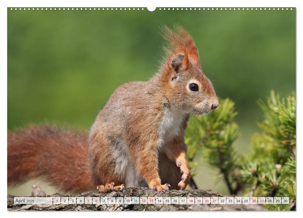 Besondere Augenblicke mit Eichhörnchen (CALVENDO Premium Wandkalender 2025)