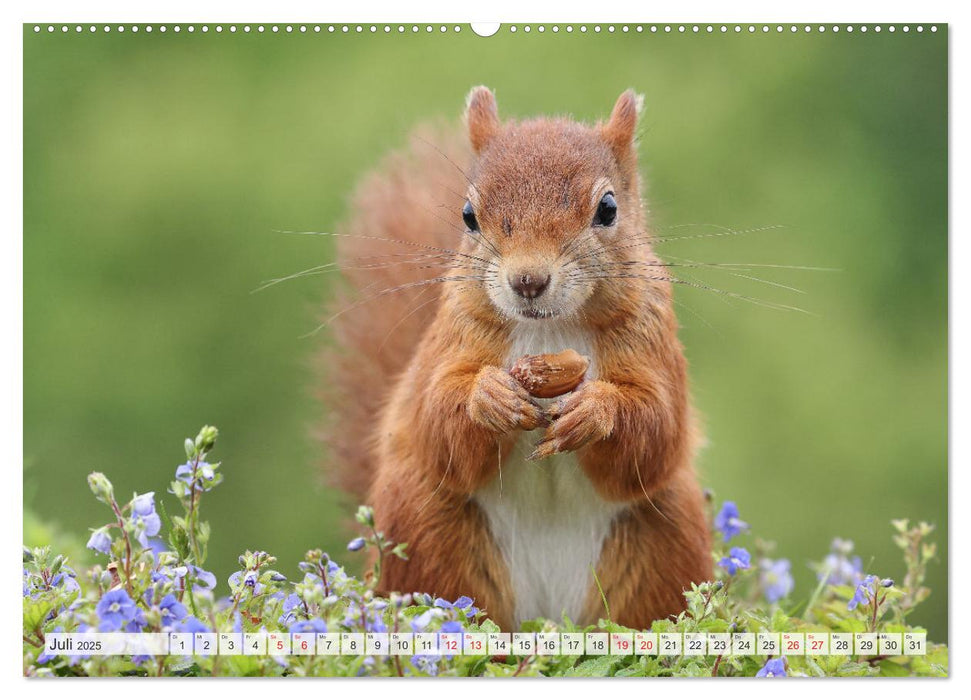 Besondere Augenblicke mit Eichhörnchen (CALVENDO Premium Wandkalender 2025)