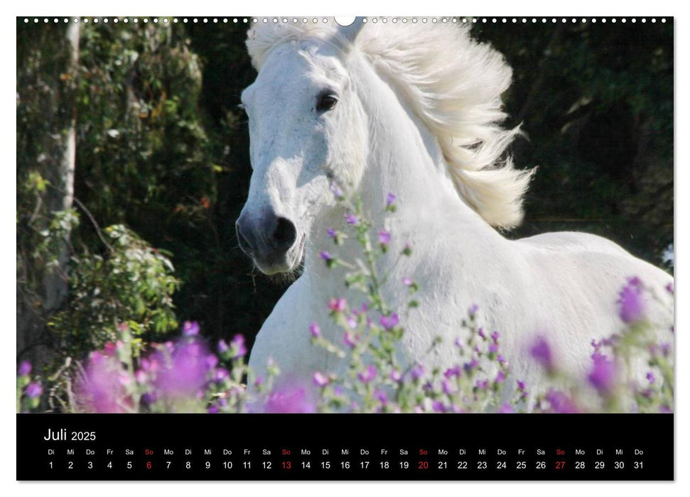 Caballos Spanische Pferde 2025 (CALVENDO Premium Wandkalender 2025)