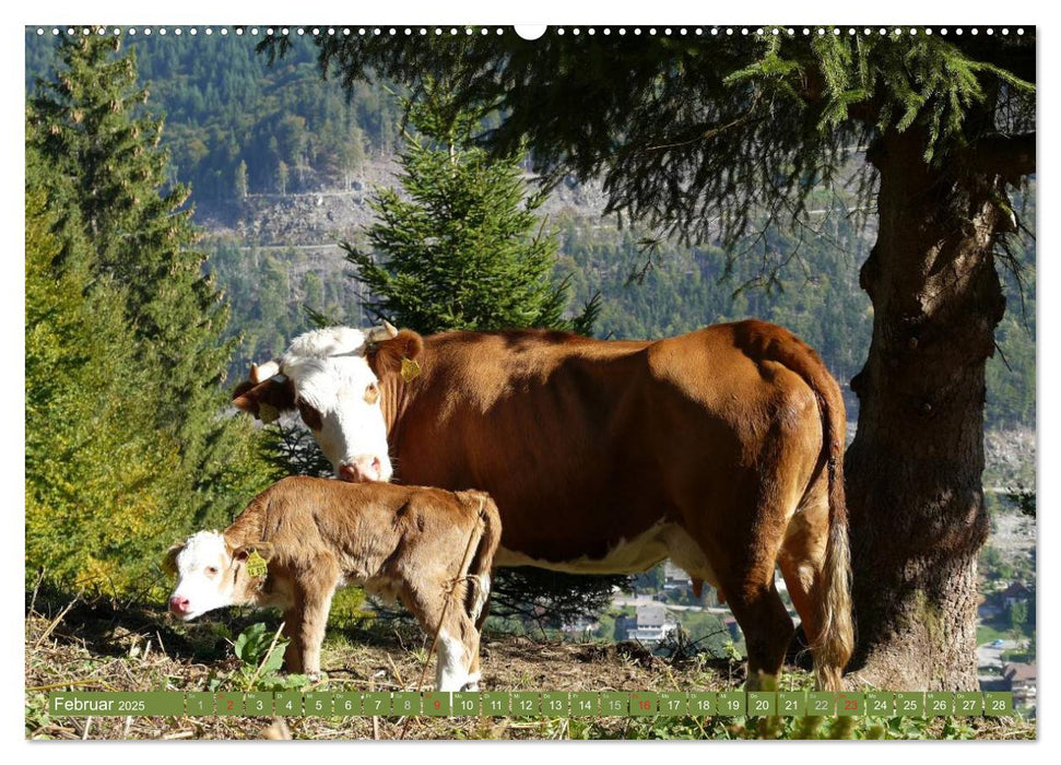 Hinterwälder - Die Kühe aus dem Schwarzwald (CALVENDO Premium Wandkalender 2025)