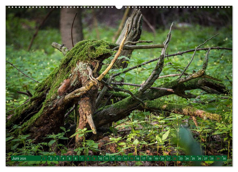 Waldgesellen - entdecke die Vielfalt (CALVENDO Premium Wandkalender 2025)