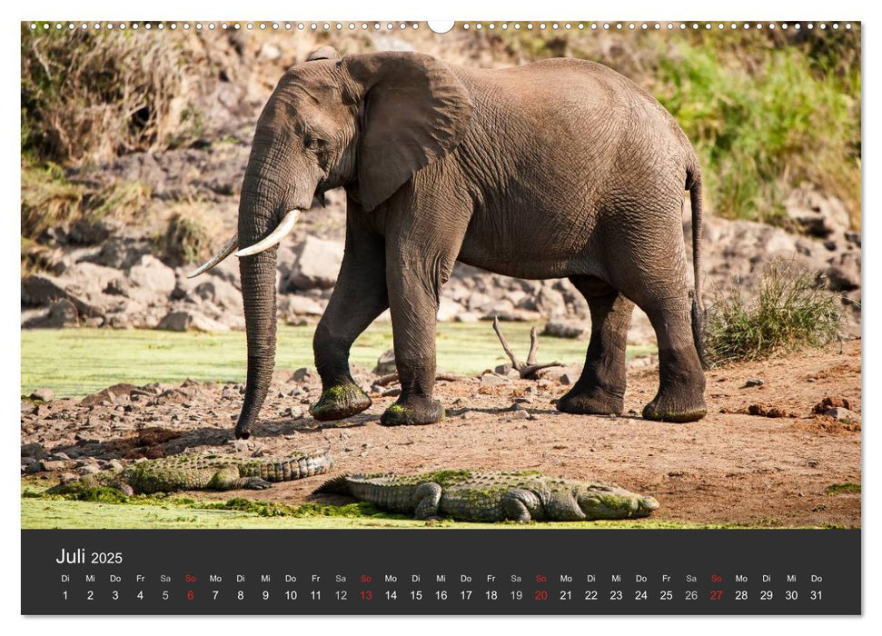 Elefanten - Graue Riesen (CALVENDO Premium Wandkalender 2025)