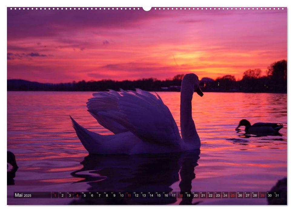 Bodensee Träume (CALVENDO Premium Wandkalender 2025)