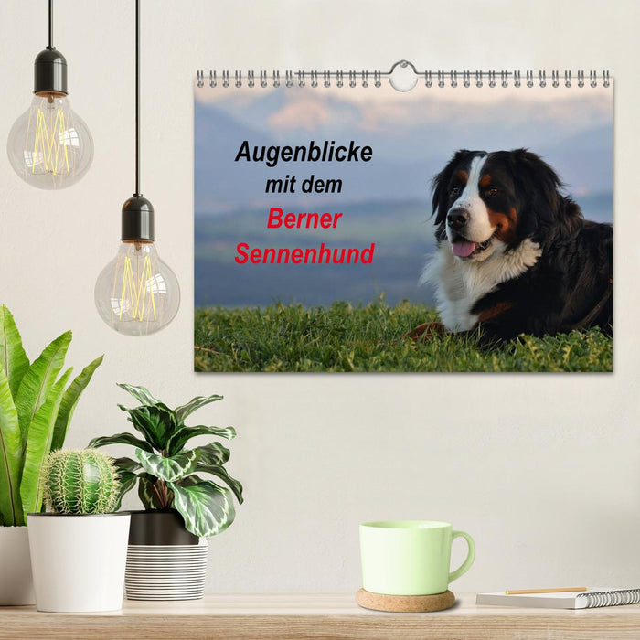 Augenblicke mit dem Berner Sennenhund (CALVENDO Wandkalender 2025)