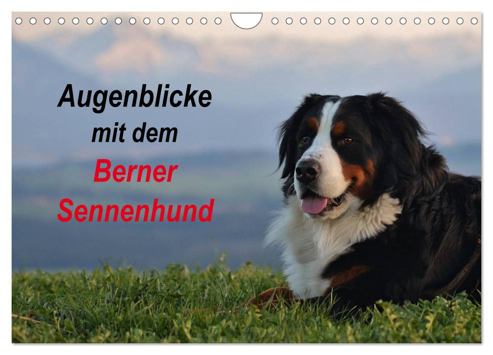 Augenblicke mit dem Berner Sennenhund (CALVENDO Wandkalender 2025)