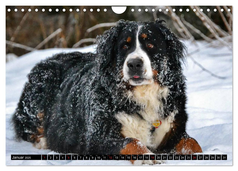 Augenblicke mit dem Berner Sennenhund (CALVENDO Wandkalender 2025)