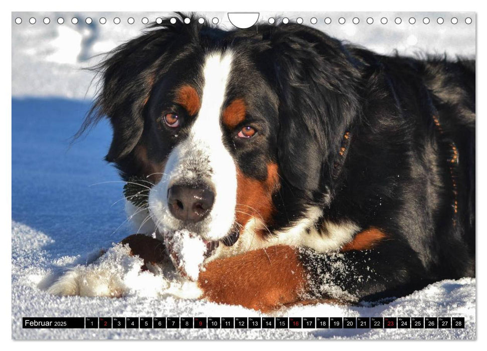 Augenblicke mit dem Berner Sennenhund (CALVENDO Wandkalender 2025)