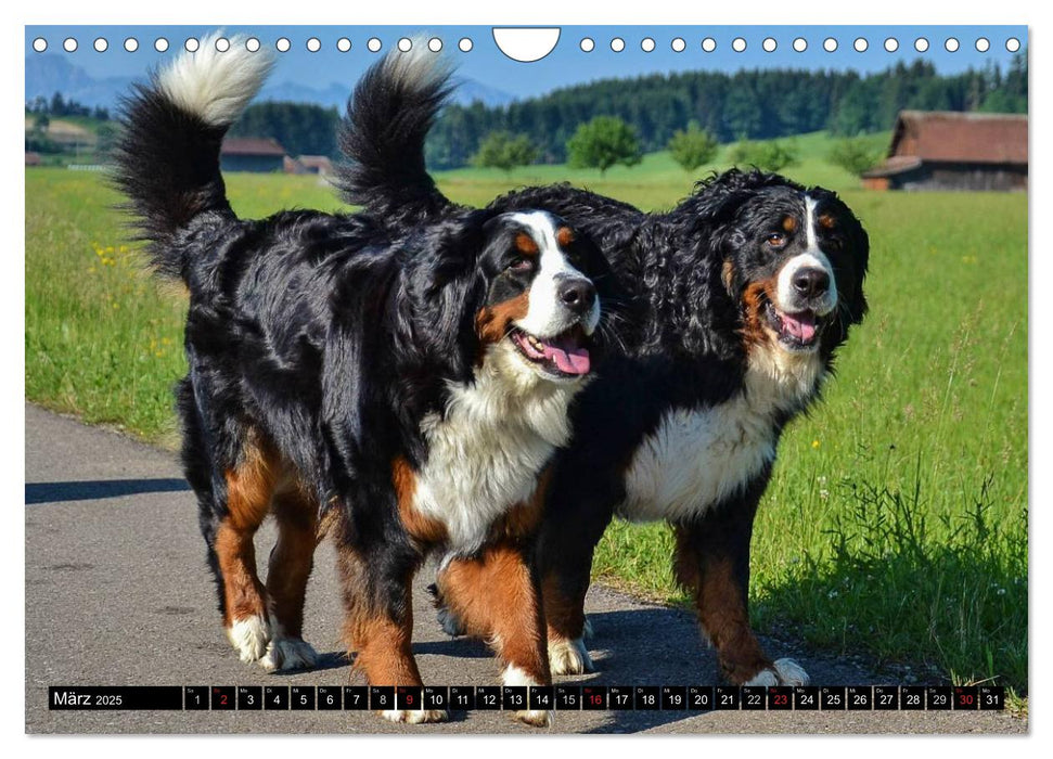 Augenblicke mit dem Berner Sennenhund (CALVENDO Wandkalender 2025)