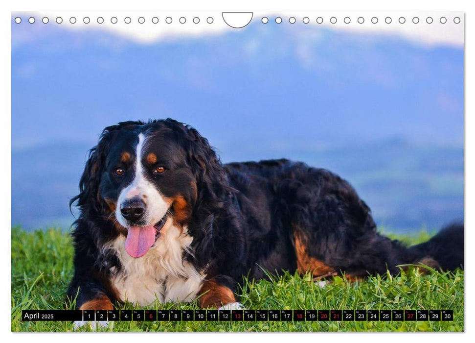 Augenblicke mit dem Berner Sennenhund (CALVENDO Wandkalender 2025)