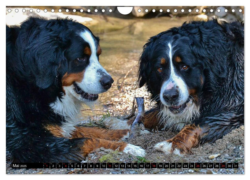 Augenblicke mit dem Berner Sennenhund (CALVENDO Wandkalender 2025)