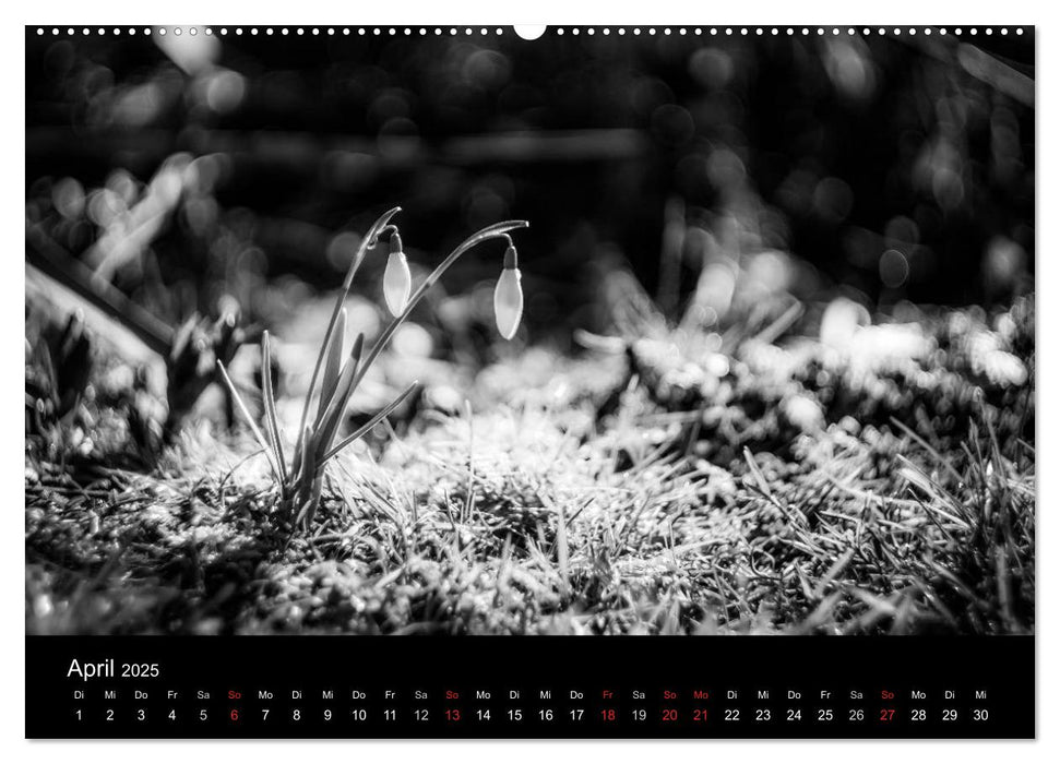 Monochrom 2025 (CALVENDO Premium Wandkalender 2025)