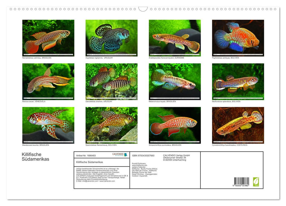 Killifische Südamerikas (CALVENDO Wandkalender 2025)