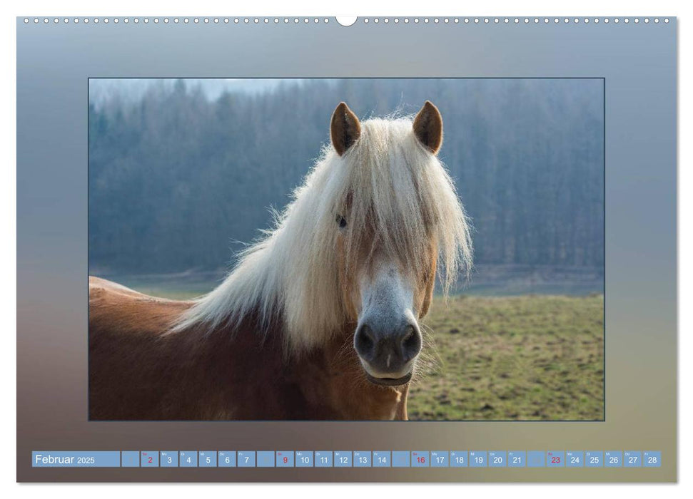 Pferde Vom Minishetty bis zum Kaltblut (CALVENDO Premium Wandkalender 2025)