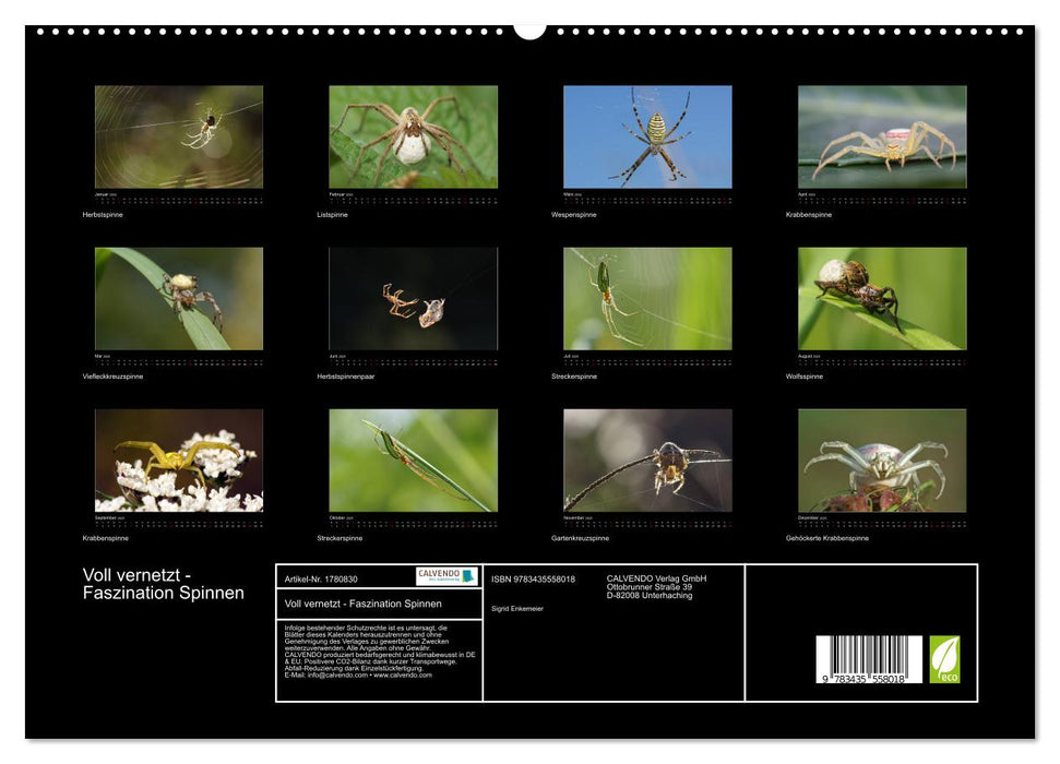 Voll vernetzt - Faszination Spinnen (CALVENDO Premium Wandkalender 2025)