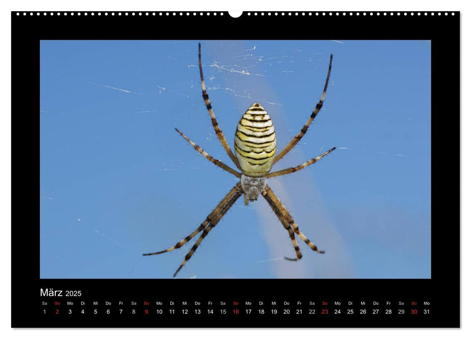 Voll vernetzt - Faszination Spinnen (CALVENDO Premium Wandkalender 2025)