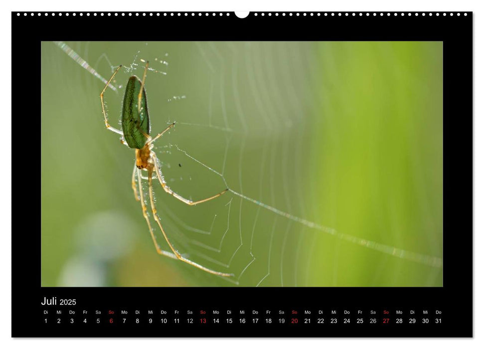 Voll vernetzt - Faszination Spinnen (CALVENDO Premium Wandkalender 2025)