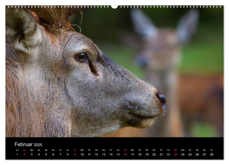 Der Rothirsch, König der Wälder (CALVENDO Premium Wandkalender 2025)