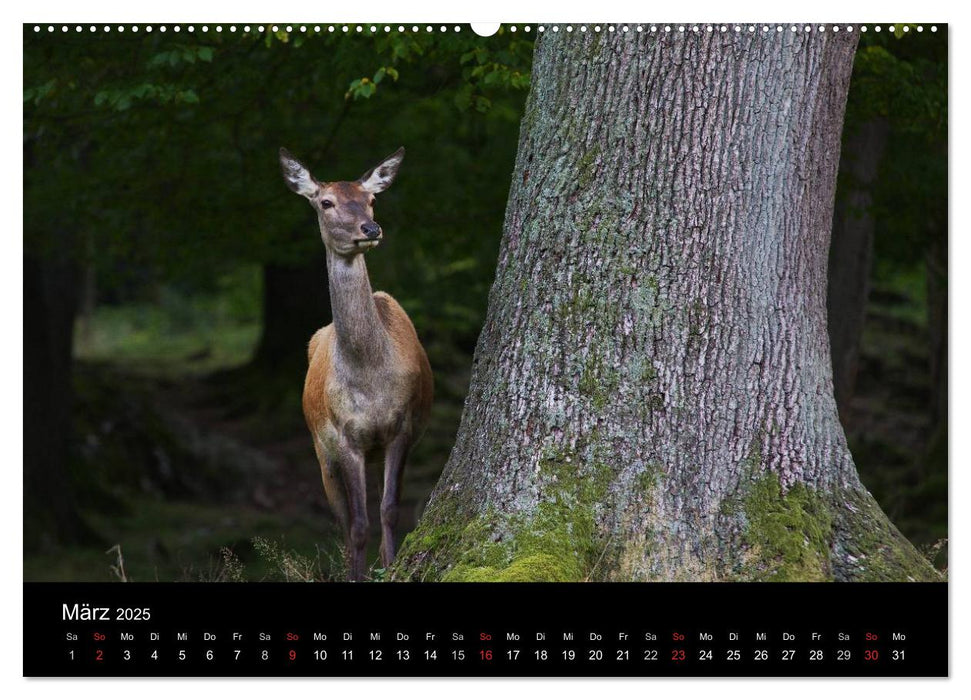 Der Rothirsch, König der Wälder (CALVENDO Premium Wandkalender 2025)