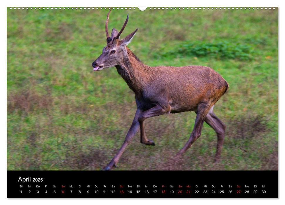 Der Rothirsch, König der Wälder (CALVENDO Premium Wandkalender 2025)