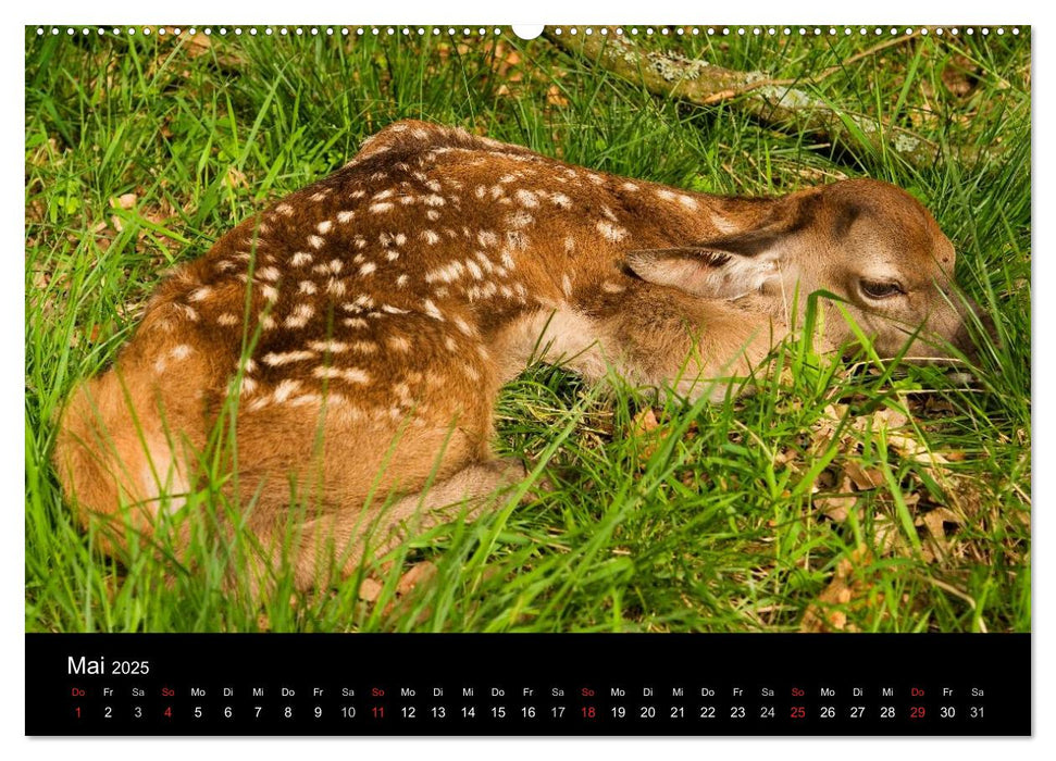 Der Rothirsch, König der Wälder (CALVENDO Premium Wandkalender 2025)