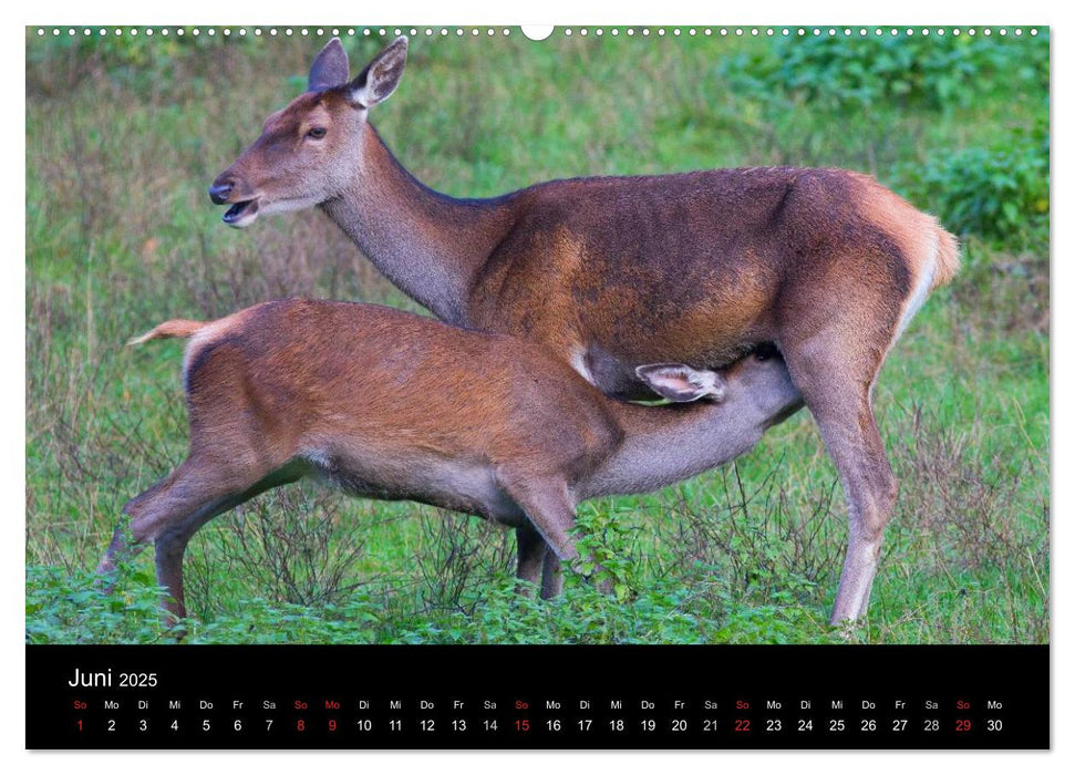 Der Rothirsch, König der Wälder (CALVENDO Premium Wandkalender 2025)